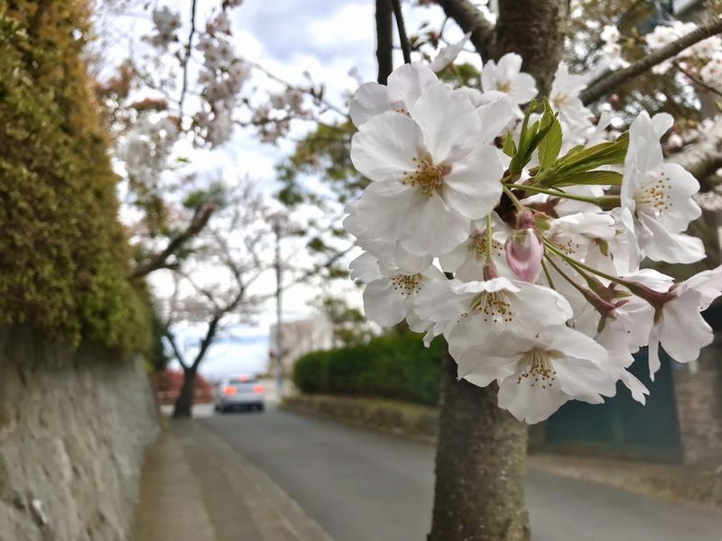 鎌倉 鎌倉山のさくら道 この時期にしか楽しめない 訪れる人を魅了する桜のトンネル 湘南lovers
