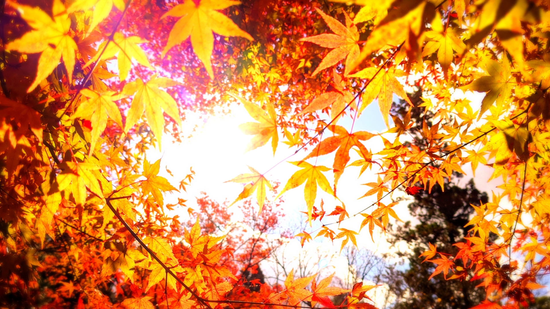 21年版 鎌倉 おすすめ紅葉スポット13選 湘南lovers 湘南ラバーズ 21年版 鎌倉 おすすめ紅葉スポット13選 湘南lovers 湘南ラバーズ